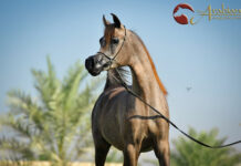 Miles Buckley, Al Fahad MAS & Big Dreams