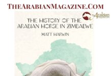 The History of the Arabian Horse in Zimbabwe