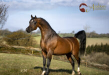 Psharif – Profile of a Young Sire