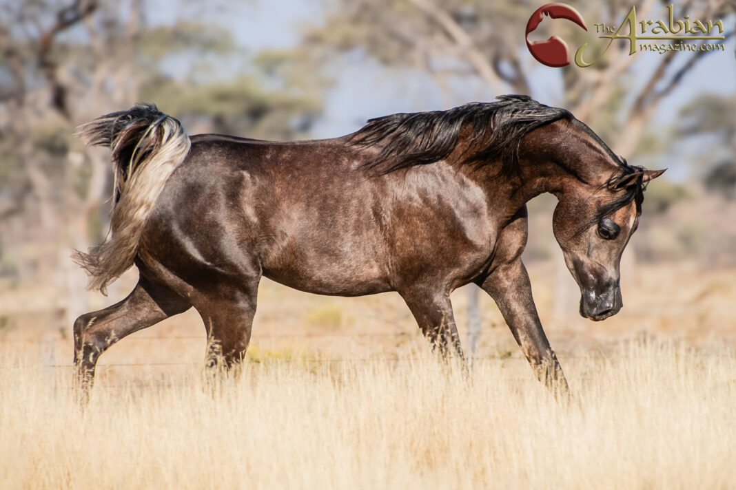 LEAD 10 Skai Sodashi