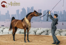 Doha hosts the first edition of World Arabian Horse Championship Supreme