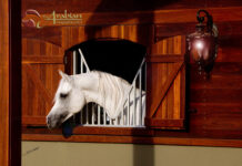 Klass l Arabian Ambassador Extraordinaire