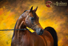 Magnum Forty Four I Destiny Fulfilled