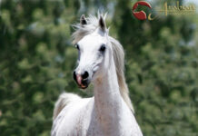 A Breeder’s Journal – Remembering Alhambra B Pt I