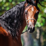 The AABC International Championships: A Show Like No Other