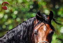 The AABC International Championships: A Show Like No Other