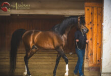 Om El Maximus – The Next Champion Maker