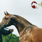 The Psynergy Influence Pt II