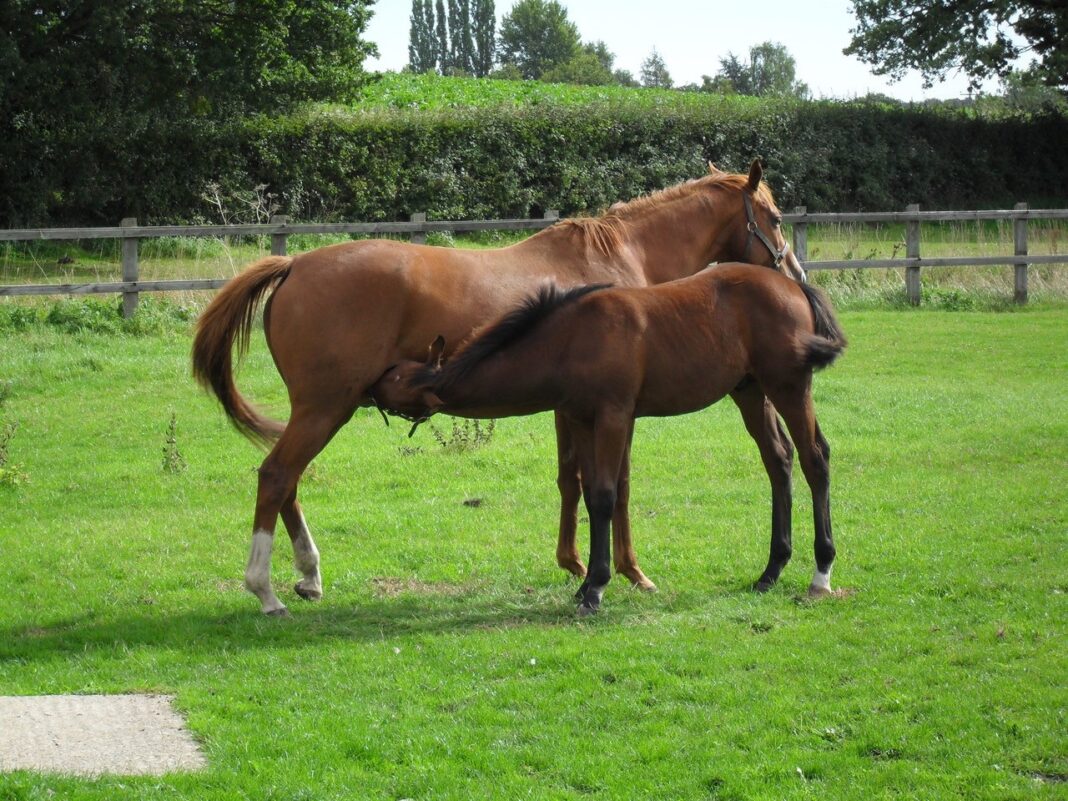 Please credit www.julietpenwardencoaching.co.uk