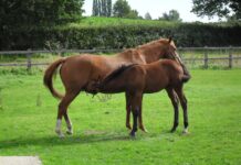 New EVJ Special Collection reveals the mysteries of the microbiome