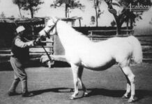 Before and After: Two Blunt-bred Arabians who influenced Egyptian Breeding Pt I