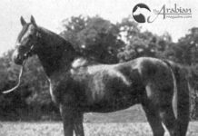 Before and After: Two Blunt-bred Arabians who influenced Egyptian Breeding Pt II