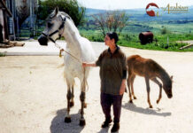 A Breeder’s Journal – Remembering Al Hambra B Pt V