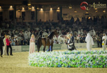 Beyond the Arena: Understanding Spectatorship in Arabian Horse Heritage