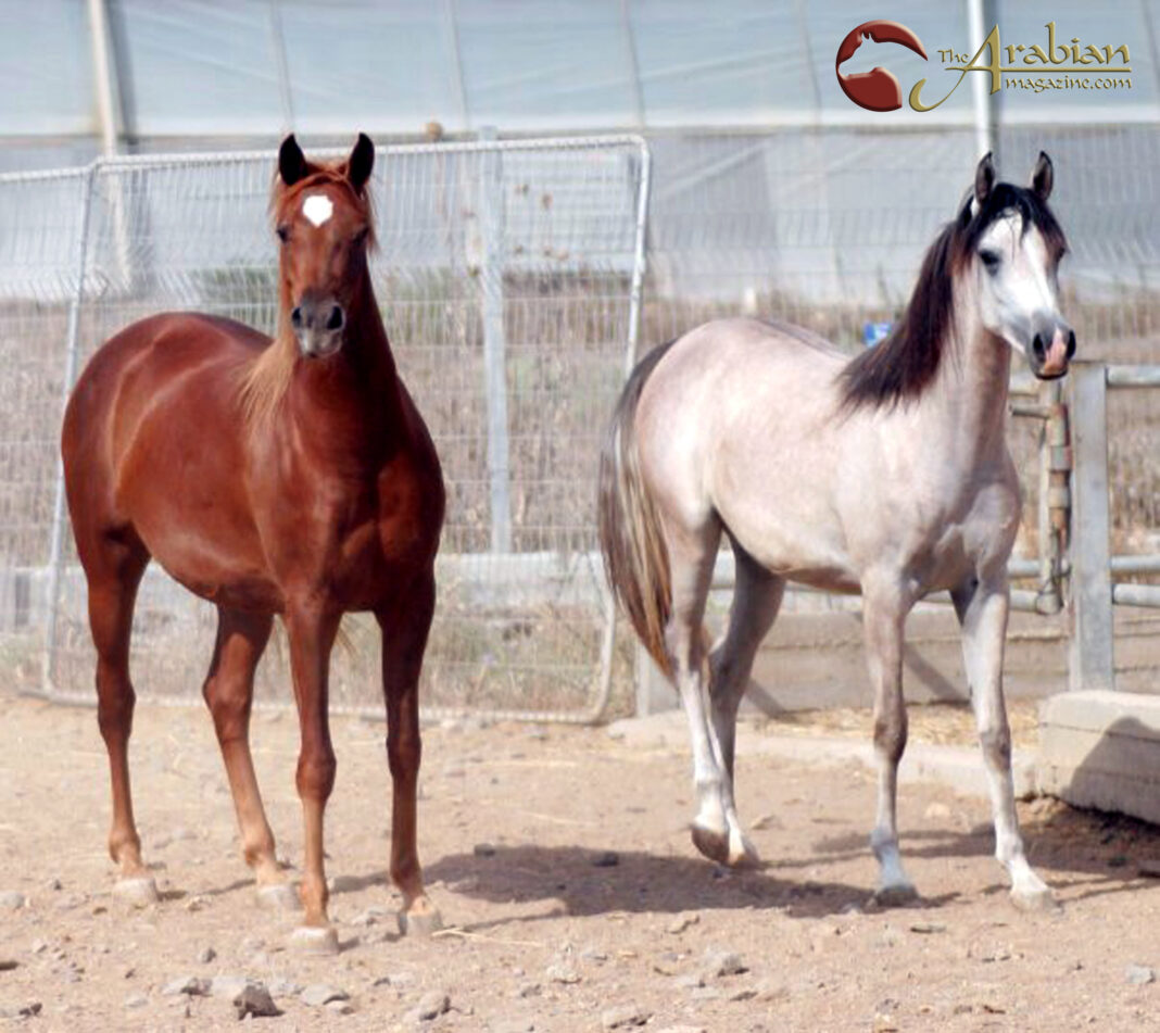 LEAD A Alaxandra & A Suqara at home by Menashe Cohen