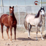 A Breeder’s Journal – Remembering Al Hambra B Pt III