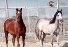 A Breeder’s Journal – Remembering Al Hambra B Pt III