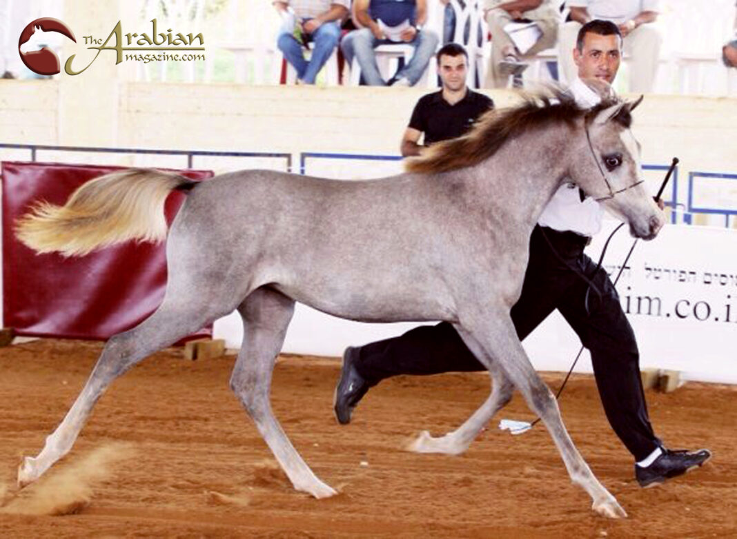 LEAD A Ayla at 2006 EEI Res Ch Filly Foal by Shira Yeger