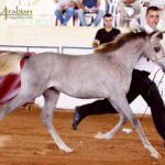 A Breeder’s Journal – Remembering Al Hambra B Pt II