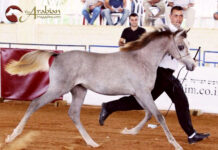 A Breeder’s Journal – Remembering Al Hambra B Pt II