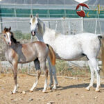 A Breeder’s Journal – Remembering Al Hambra B Pt IV