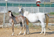 A Breeder’s Journal – Remembering Al Hambra B Pt IV