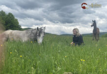 Bosnian Arabian horse officially recognised