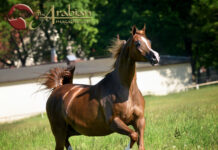 Polish Arabian Horse Days 2026