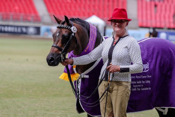 Arabian Riding Pony Harrington Park Dream Chaser was Best led Australian saddle Pony Gelding