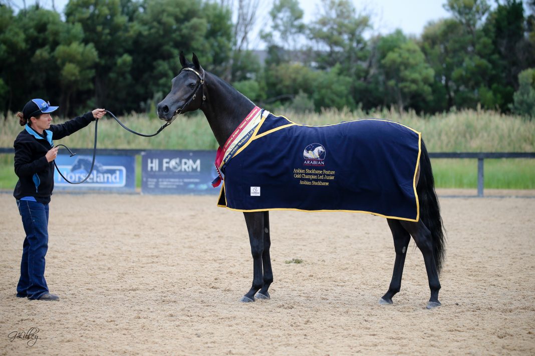 The 2021 Australian Arabian National Championships Part I - The Arabian ...