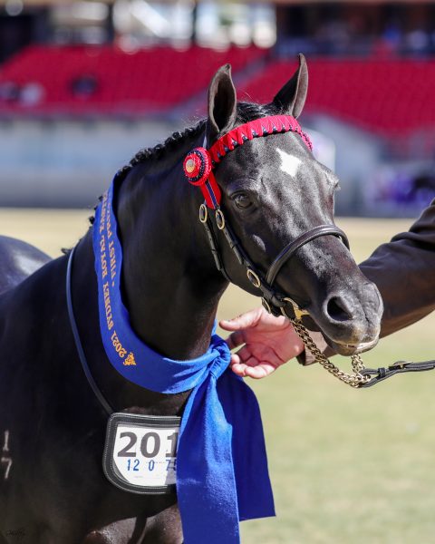 Arabian Riding Pony Wilgos Pure Bliss R & J Hewitt winning Led Riding Pony Filly