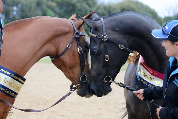 Inverdale Mahvellous Melody and Gemsfield Clementine Arabian Stockhorse Champions