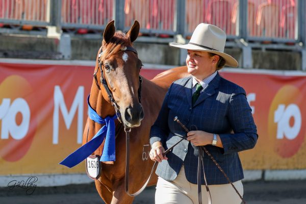 Jacqui Langfield's Arabian Stockhorse Gemsfield Clementine winner of the Derivative Filly under 2 yrs