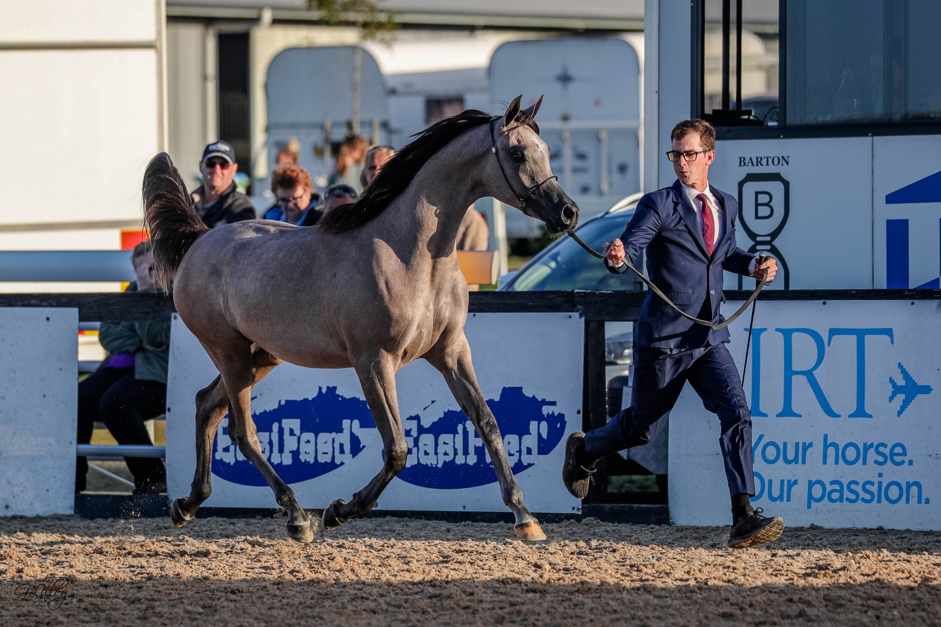 The 2021 Australian Arabian National Championships Part I - The Arabian ...