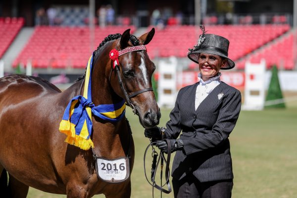  Joemoor Designer Label ,partbre mare winner of reserve Champion led Australian Saddle Pony