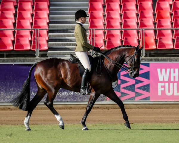 Arabian Warmblood Illarak Donnerge won the Novice Show Hunter Hack 15-15.2hh for the Walsh family