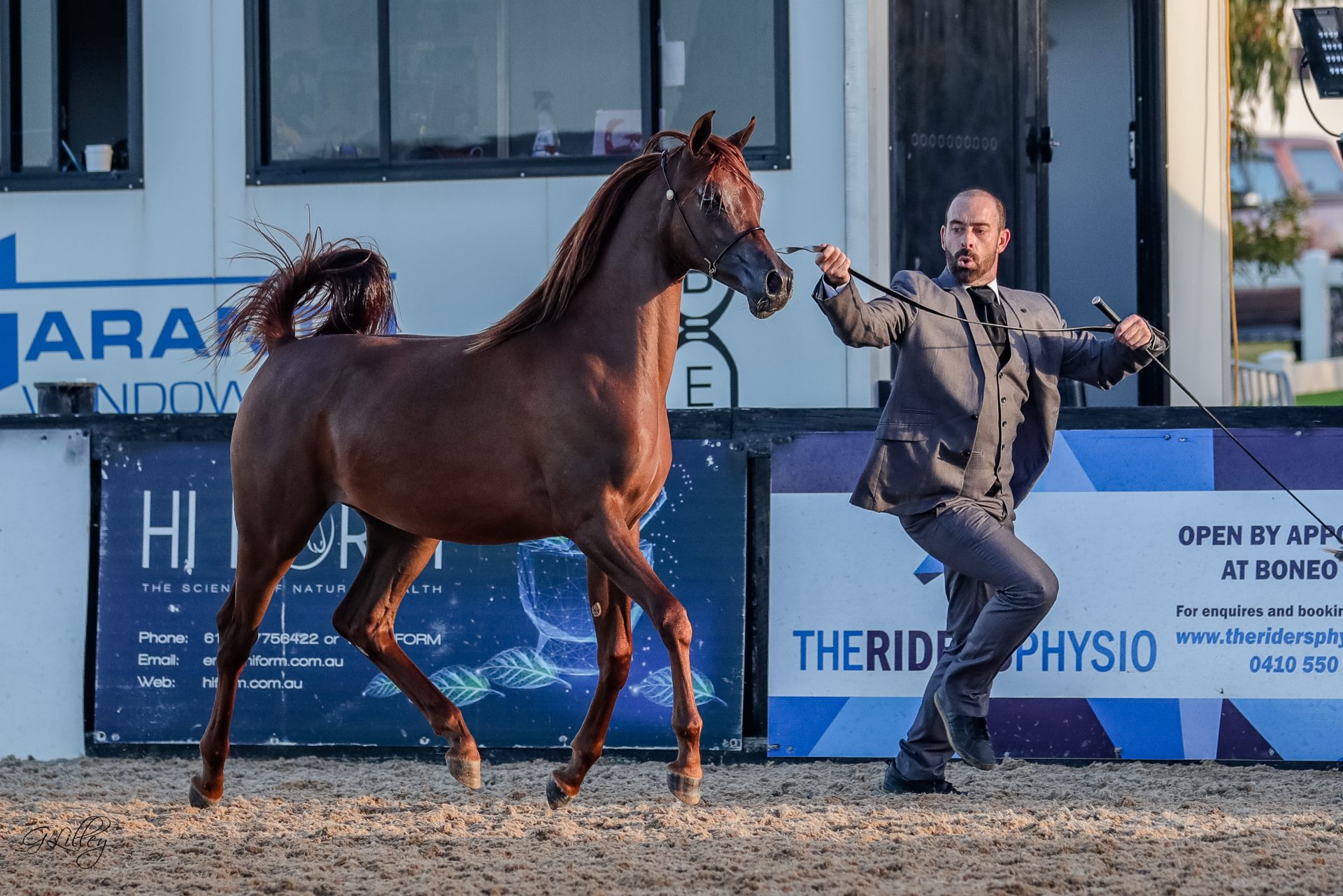 The 2021 Australian Arabian National Championships Part I - The Arabian ...