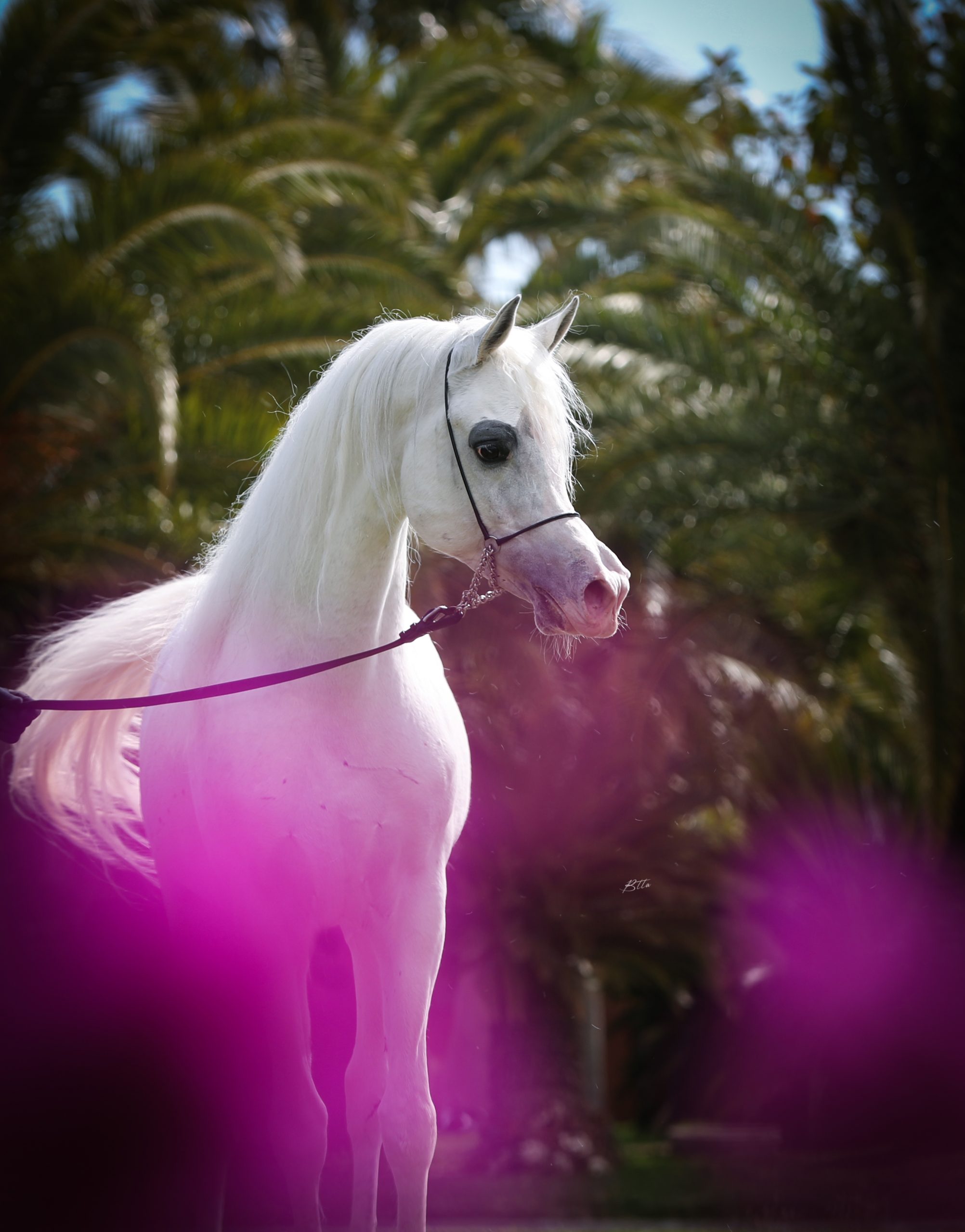 BK Latif - The Arabian Magazine