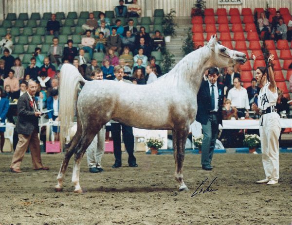 Atlantica (El Shaklan x Aliha), World and European Champion Mare for Lodge Farm Arabians and the Maxwells