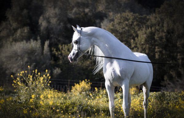 BK Latif owned by Al Shira'aa Arabians