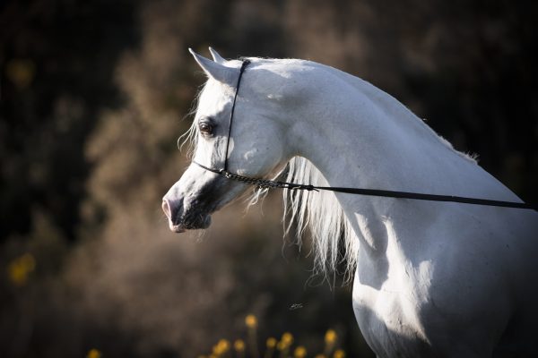 BK Latif Nader el Jamal Al Shira'aa Arabians