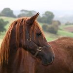 Charities combine expertise to help horse owners cut costs not care