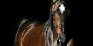 On the Cover: Botswana Botswana