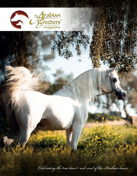 The Arabian Breeders' Magazine cover - BK Latif