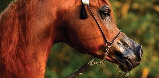 On the Cover: Eden C