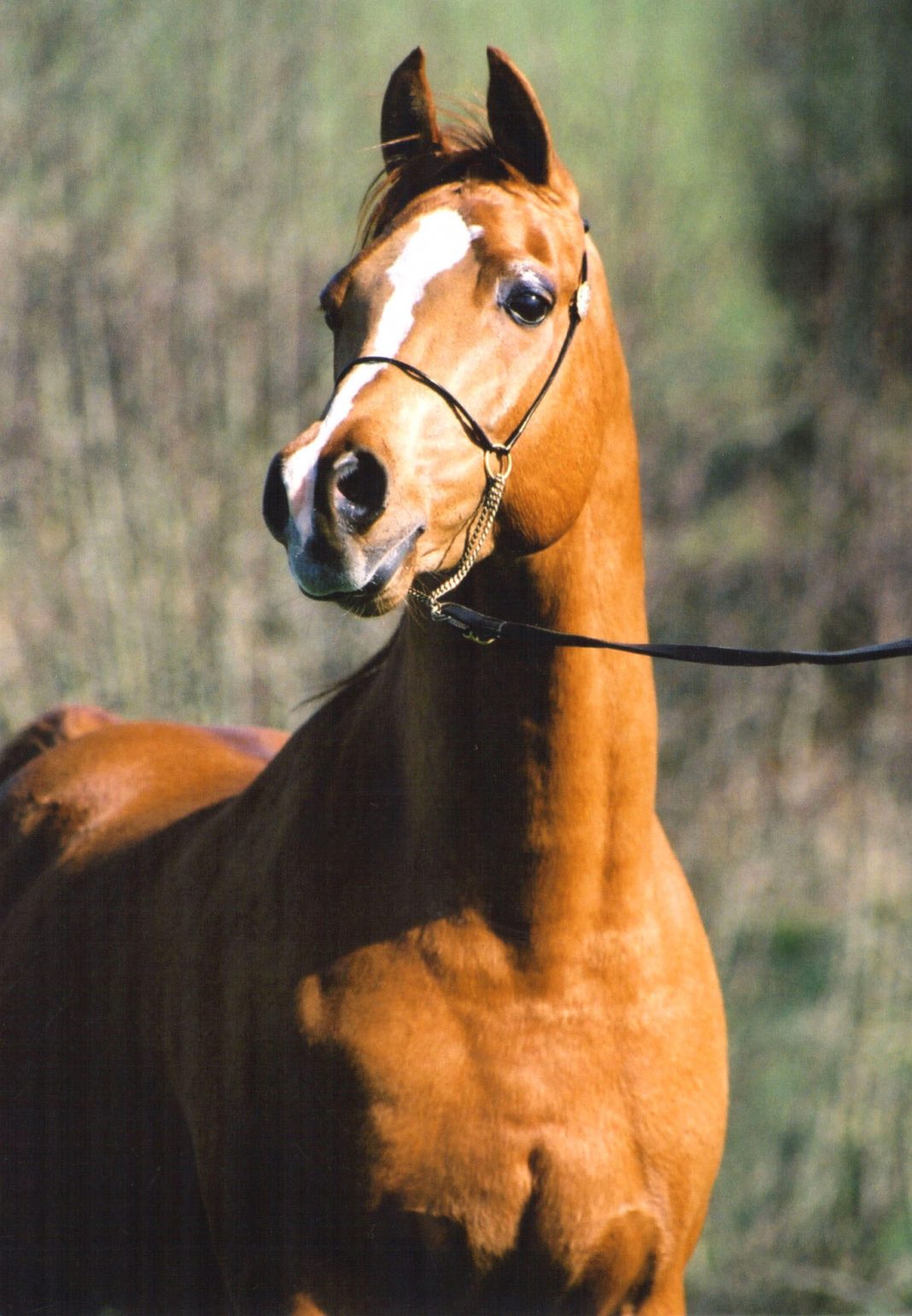 The Arabian Breeders' Magazine The Breeders Interview