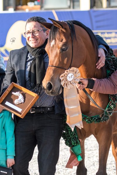 Fathia al Najediah bronze junior mare