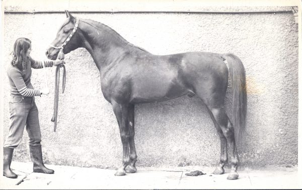 Fakhr el Kheil (Korayem x Bint Muneera) in 1974, the first Egypian stallion bought by a UK breeder