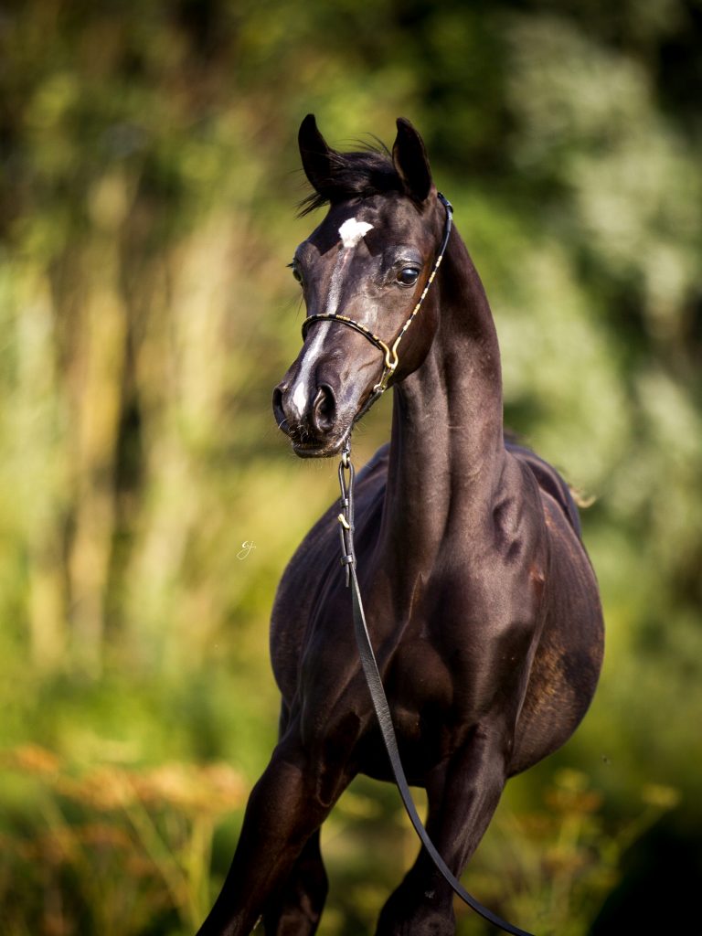 The Arabian Breeders' Magazine: The Breeders Interview - Forelock’s ...