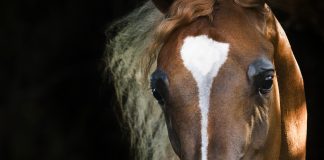 On the Cover: Barzan Al Shahania Barzan Al Shahania